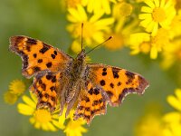 Comma butterfly on yellow flowers  Comma butterfly (Polygonia c-album) drinking nectar on yellow flowers in the summer sun. Insect scene in nature of Europe. The Netherlands. : Flowers, Netherlands, animal, antennae, background, beautiful, beauty, black, blossom, bright, brown, butterfly, c-album, closeup, colorful, colourful, comma, entomology, environment, europe, fauna, flower, fragility, green, horizontal, insect, lepidoptera, macro, nature, nymphalidae, open, orange, outdoor, pattern, perched, plant, polygonia, polygonia c-album, ragwort, resting, spread wings, spring, summer, wild, wildlife, wing, wings, yellow