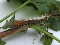 Polygonia c-album 94, Gehakkelde aurelia, Saxifraga-Michiel Drok