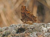 Polygonia egea, Southern Comma
