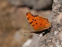 Polygonia egea 5, Zuidelijke gehakkelde aurelia, Saxifraga-Kars Veling