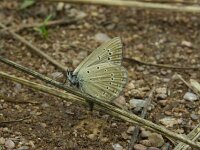 Polyommatus admetus, Anomalous Blue