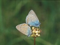 Polyommatus amandus, Amandas Blue