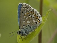 Polyommatus bellargus 20, Adonisblauwtje, male, Saxifraga-Marijke Verhagen