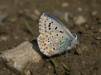 Polyommatus bellargus 21, Adonisblauwtje, male, Saxifraga-Jan van der Straaten