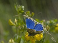 Polyommatus bellargus 38, Adonisblauwtje, Vlinderstichting-Henk Bosma