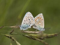 Polyommatus bellargus 4, Adonisblauwtje, Vlinderstichting-Henk Bosma