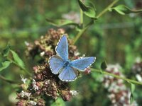 Polyommatus bellargus 41, Adonisblauwtje, Vlinderstichting-Kars Veling