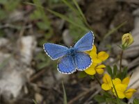 Polyommatus bellargus 42, Adonisblauwtje, Vlinderstichting-Henk Bosma