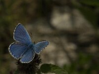 Polyommatus bellargus 56, Adonisblauwtje, Saxifraga-Jan van der Straaten