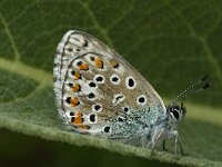 Polyommatus bellargus 6, Adonisblauwtje, female, Saxifraga-Jan van der Straaten