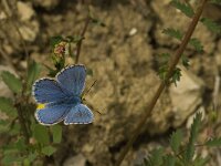 Polyommatus bellargus 60, Adonisblauwtje, Saxifraga-Jan van der Straaten
