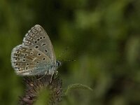 Polyommatus bellargus 64, Adonisblauwtje, Saxifraga-Jan van der Straaten