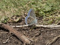 Polyommatus bellargus 67, Adonisblauwtje, Saxifraga-Willem van Kruijsbergen