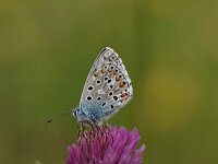 Polyommatus bellargus 69, Adonisblauwtje, Saxifraga-Luuk Vermeer