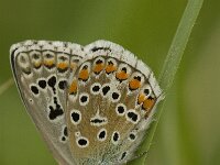 Polyommatus bellargus 7, Adonisblauwtje, female, Saxifraga-Marijke Verhagen