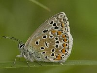 Polyommatus bellargus 9, Adonisblauwtje, female, Saxifraga-Marijke Verhagen