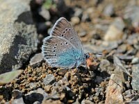 Polyommatus coelestina, Pontic Blue