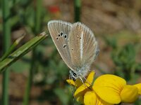 Polyommatus damon 12, Witstreepblauwtje, female, Saxifraga-Jan van der Straaten