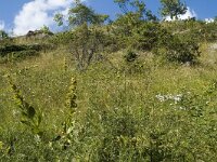 Polyommatus damon 15, Witstreepblauwtje, habitat, F, Isere, Gresse-en-Vercors, Pas du Serpaton, Saxifraga-Marijke Verhagen