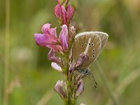 Polyommatus damon 34, Witstreepblauwtje, Vlinderstichting-Kars Veling