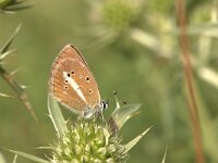 Polyommatus damon 37, Witstreepblauwtje, Vlinderstichting-Kars Veling