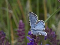 Polyommatus damon 40, Witstreepblauwtje, Vlinderstichting-Kars Veling