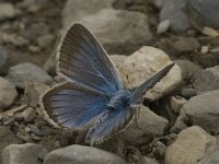 Polyommatus damon 52, Witstreepblauwtje, male, Saxifraga-Jan van der Straaten
