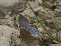 Polyommatus damon 53, Witstreepblauwtje, male, Saxifraga-Jan van der Straaten