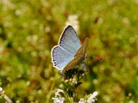 Polyommatus daphnis 17, male, Getand blauwtje, Saxifraga-Joep Steur