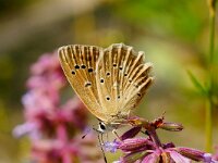 Polyommatus daphnis 18, female, Getand blauwtje, Saxifraga-Joep Steur
