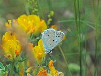 Polyommatus daphnis 3, Getand blauwtje, Vlinderstichting-Albert Vliegenthart