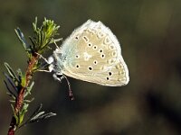 Polyommatus daphnis 4, Getand blauwtje, Vlinderstichting-Kars Veling
