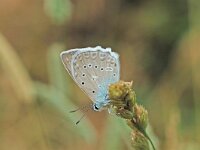 Polyommatus daphnis 5, Getand blauwtje, Vlinderstichting-Albert Vliegenthart