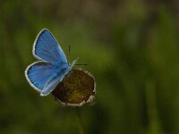Polyommatus dorylas 11, Turkooisblauwtje, male, Saxifraga-Jan van der Straaten