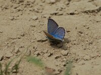 Polyommatus eroides, False Eros Blue