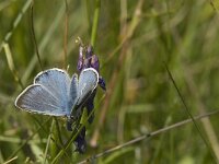 Polyommatus escheri 12, Groot tragantblauwtje, Saxifraga-Jan van der Straaten