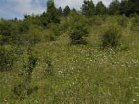 Polyommatus escheri 2, Groot tragantblauwtje, F, Isere, Saint Michel-les-Portes, Saxifraga-Jan van der Straaten
