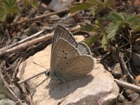 Polyommatus fulgens, Catalan Furry Blue
