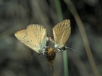 Polyommatus humedasae, Piedmont Anomalous Blue
