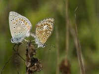 Polyommatus icarus, Common Blue