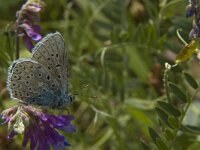 Polyommatus icarus 101, Icarusblauwtje, Saxifraga-Marijke Verhagen