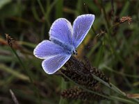 Polyommatus icarus 107, Icarusblauwtje, Saxifraga-Peter Meininger