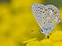 Polyommatus icarus 108, Icarusblauwtje, Saxifraga-Rik Kruit