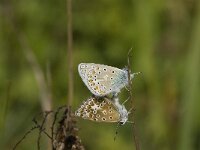 Polyommatus icarus 111, Icarusblauwtje, Saxifraga-Jan van der Straaten