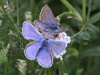Polyommatus icarus 120, Icarusblauwtje, Saxifraga-Peter Meininger