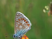 Polyommatus icarus 124, Icarusblauwtje, Saxifraga-Hans Dekker