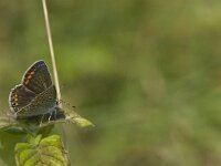Polyommatus icarus 125, female, Icarusblauwtje, Saxifraga-Jan van der Straaten
