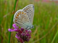 Polyommatus icarus 19, Icarusblauwtje, female, Vlinderstichting-Fons Bongers