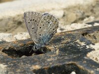 Polyommatus icarus 31, Icarusblauwtje, male, Saxifraga-Jan van der Straaten