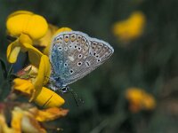 Polyommatus icarus 46, Icarusblauwtje, Vlinderstichting-Kars Veling